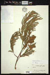 Albizia chinensis image