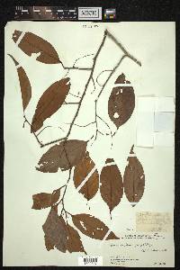 Prunus ceylanica image