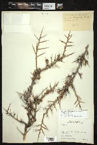 Prunus lycioides image