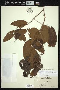 Archidendron bigeminum image