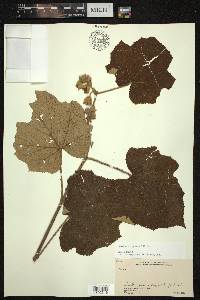 Rubus rugosus image