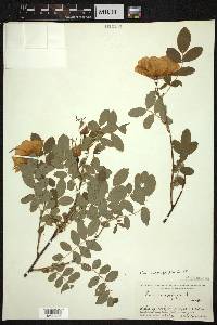 Rosa macrophylla image