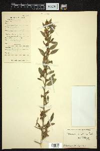 Prinsepia utilis image