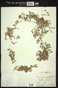 Potentilla bimundorum image