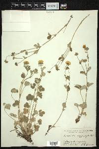 Potentilla argyrophylla image