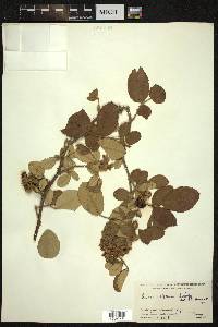 Rubus ellipticus image