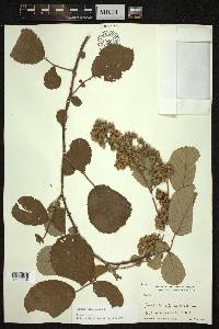 Rubus ellipticus image