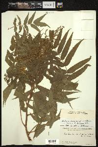 Sorbaria tomentosa image