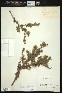 Prunus microcarpa image