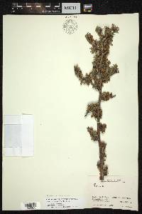 Prunus microcarpa image