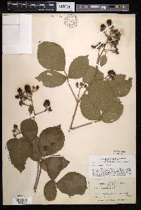 Rubus serratus image