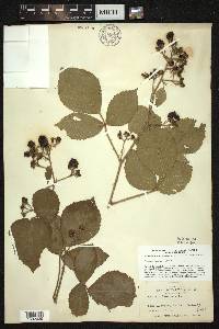 Rubus serratus image