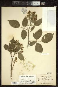 Rubus serratus image