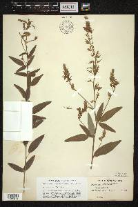 Desmodium canadense image