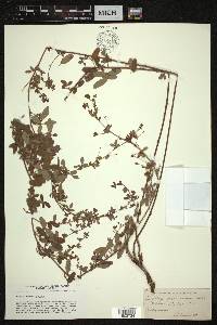 Lespedeza procumbens image