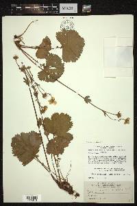 Geum peckii image