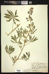 Lupinus sericeus image