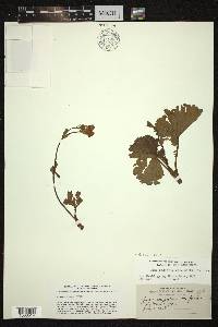 Geum peckii image