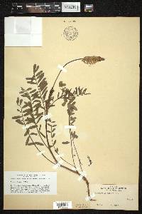 Onobrychis viciifolia image