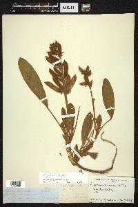 Lupinus diffusus image