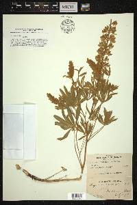 Lupinus leucophyllus image