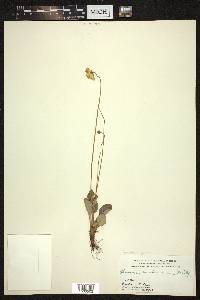 Parnassia glauca image