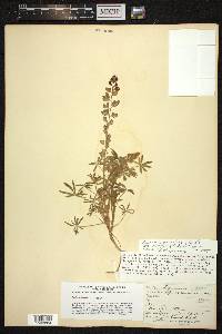 Lupinus sparsiflorus image