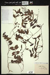 Galactia elliottii image