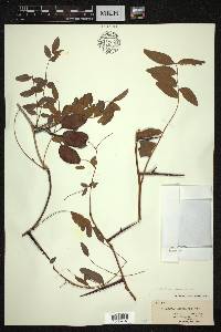 Gleditsia monosperma image