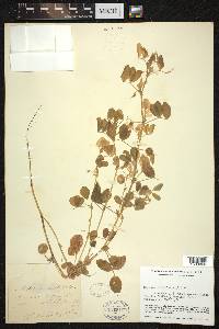 Medicago orbicularis image