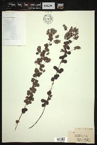 Lespedeza hirta image