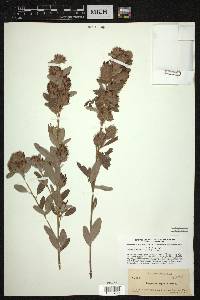 Lespedeza capitata image