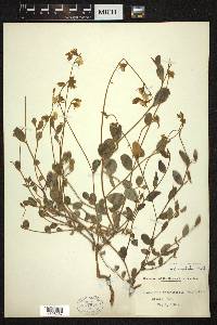 Crotalaria rotundifolia image