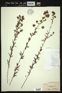 Lespedeza capitata image