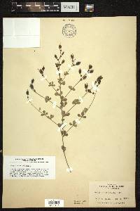 Baptisia tinctoria image