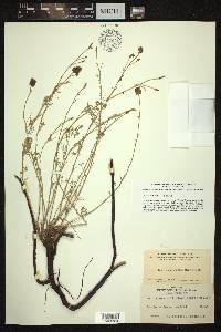 Dalea multiflora image