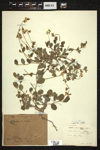 Crotalaria rotundifolia image