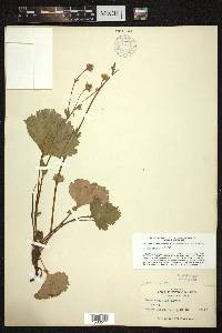 Geum peckii image