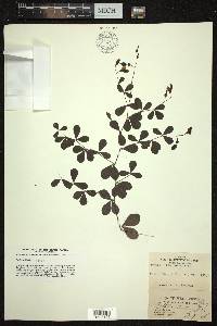 Baptisia tinctoria image