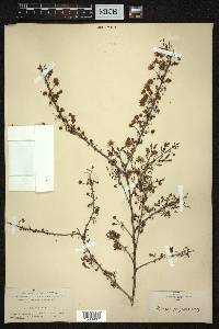 Mimosa fragrans image