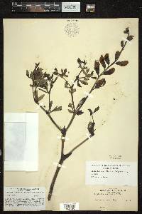 Baptisia australis image