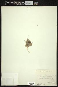 Astragalus amherstianus image