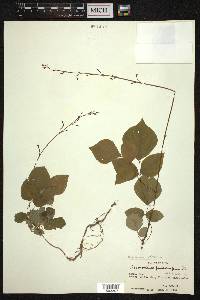 Hylodesmum podocarpum image