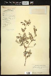 Indigofera gerardiana image