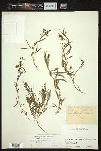 Lathyrus cicera image