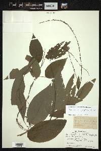 Desmodium gangeticum image