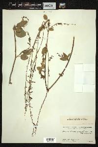 Desmodium gangeticum image