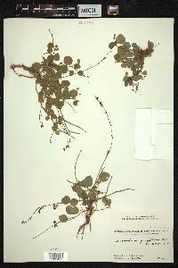 Desmodium gangeticum image