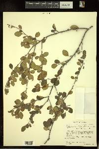 Erythroxylum rotundifolium image