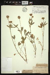 Trifolium ciliolatum image